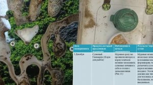 Что любят муравьи? Муравьи-жнецы в формикарии