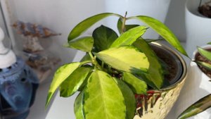 🍃Все мои хойи на лоджии/Krimson Queen,Kentiana Variegata,Grey Ghost и др./Обзор.