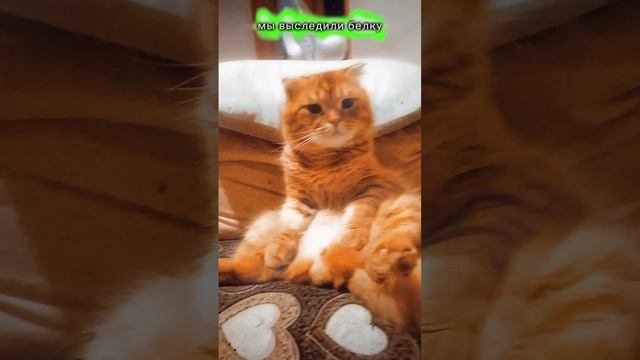 ⛔#Приколы#Кот#Собака #Юмор#Улетноевидио#Смехдослез#Prikoly#Kot#Yumor#Uletnoyevidio#Smekhdoslez⛔
