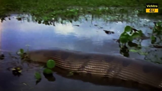 अमेजन जंगल के इन रहस्यों को देख साइंटिस्ट्स भी हुए हैरान | смотреть онлайн