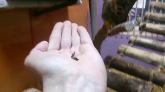 Липецкий зоопарк приготовил посетителям подарок к своему дню рождения смотреть онлайн