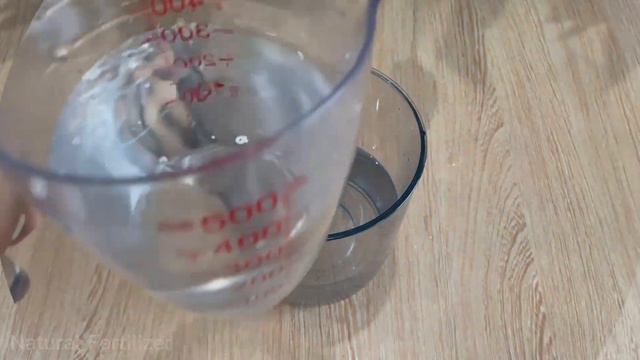 Not everyone knows how to make Anthurium bloom immediately | Natural Fertilizer смотреть онлайн