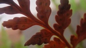 Папоротник пропадает! Сохнут и желтеют листья, что делать, как спасти растение?