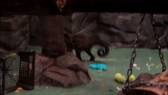 Бурые капуцины с малышами 30.12.18 смотреть онлайн