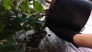 Бурые пятна на листьях гардении. Причины. Решение