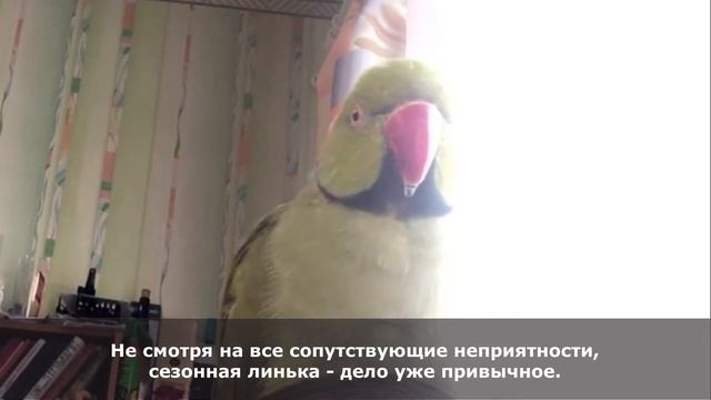 Линькин март (ожереловые попугаи) смотреть онлайн