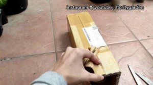 Unboxing Time: Unboxing Empat Tanaman Belanja Online| Beginilah Resiko Belanja Tanaman Online