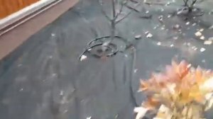 Правильная укладка капельного шланга под растения