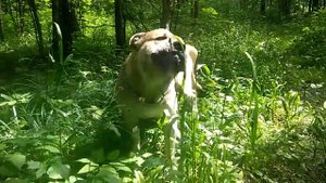 Обзор. Собака бойцовскбой породы. Ка де Бо, весит 50 килограмм