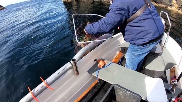 NORWEGEN 2022. Рыба ловится. Люр, Треска, Скумбрия, Мольва. смотреть онлайн