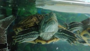 Сепия для красноухих черепах▷минеральные блоки и природный мел