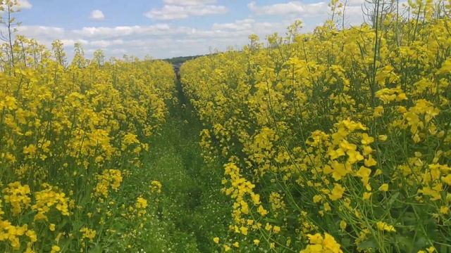 Озимый рапс.Текник.Кристиано.2021.Июнь. смотреть онлайн