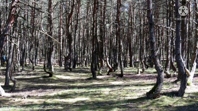 Национальный парк "Куршская коса".Калининградская область