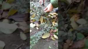 Бересклет Форчуна - малоуходный и вечнозеленый. Стрижка, размножение, уход.