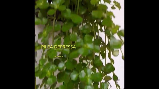 Hanging Plants