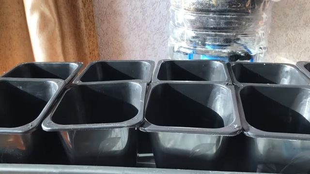 Обзор контейнера для рассады. Рассада помидор перед высадкой. смотреть онлайн