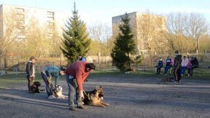 Управляемая городская собака.