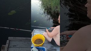 Кормушка- торпеда в деле. Ловим леща на донку- резинку