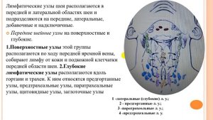 СХЕМА ЛИМФАТИЧЕСКИХ УЗЛОВ СРЕДОСТЕНИЯ ПО В.А. СУКЕННИКОВУ