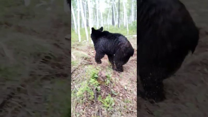 Медвежата друг без друга не могут.