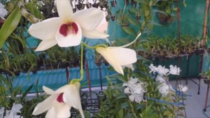 Dendrobium albosanguineum blooming in my garden