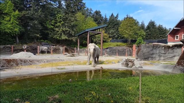 Point Defiance Zoo Happy Animals - Зоопарк в городе Такома, штат Вашингтон смотреть онлайн