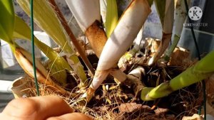 Цветение каттлей  Blc. Mirian Suzuki 'Red Giant' и Lc. Remo Prada 'Crown'