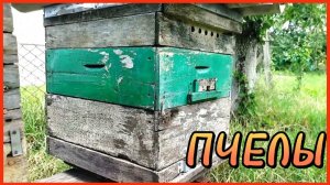 ПЧЕЛЫ