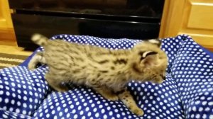 African Serval kittens 4 weeks old