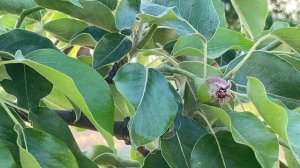 Что растёт в огороде. Клубника Альба, Сандра, Сенсация...