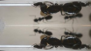 Camponotus vagus (чёрный муравей древоточец) и доктор Ливси.