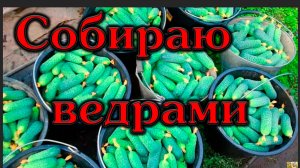 Огурцы собираю ведрами. Чем кормлю?