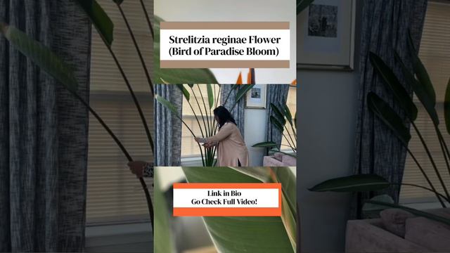 Trailer for Strelitzia reginae Bloom (Bird of Paradise Flower) / Full Video at Yali’s Community