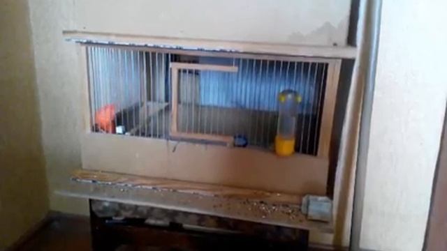 Канарейки пение молодого самца.Canary Singing