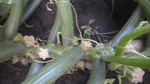 Кабачковое дерево