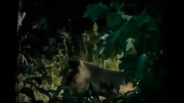 Будь природе другом   виртуальная экскурсия