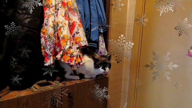 Животные поздравляют с Н.Г. смотреть онлайн