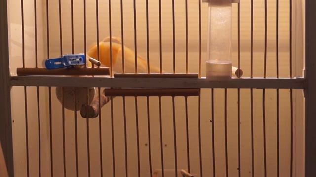 Как поет мой КЕНАР I Песня канарейки смотреть онлайн