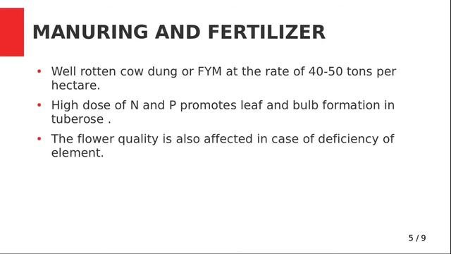 Cultivation Of Tuberose