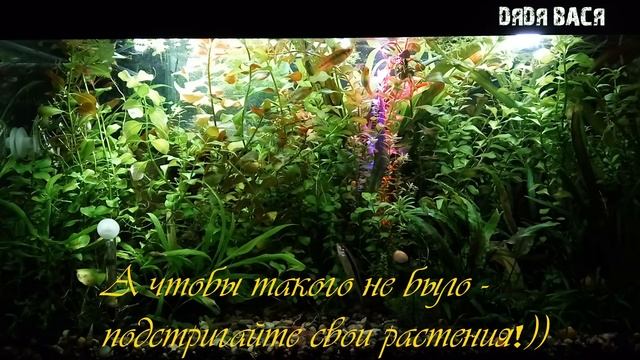 Аквариум с растениями которые давно не стригли! Что будет если не стричь растения в аквариуме смотреть онлайн