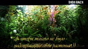 Аквариум с растениями которые давно не стригли! Что будет если не стричь растения в аквариуме