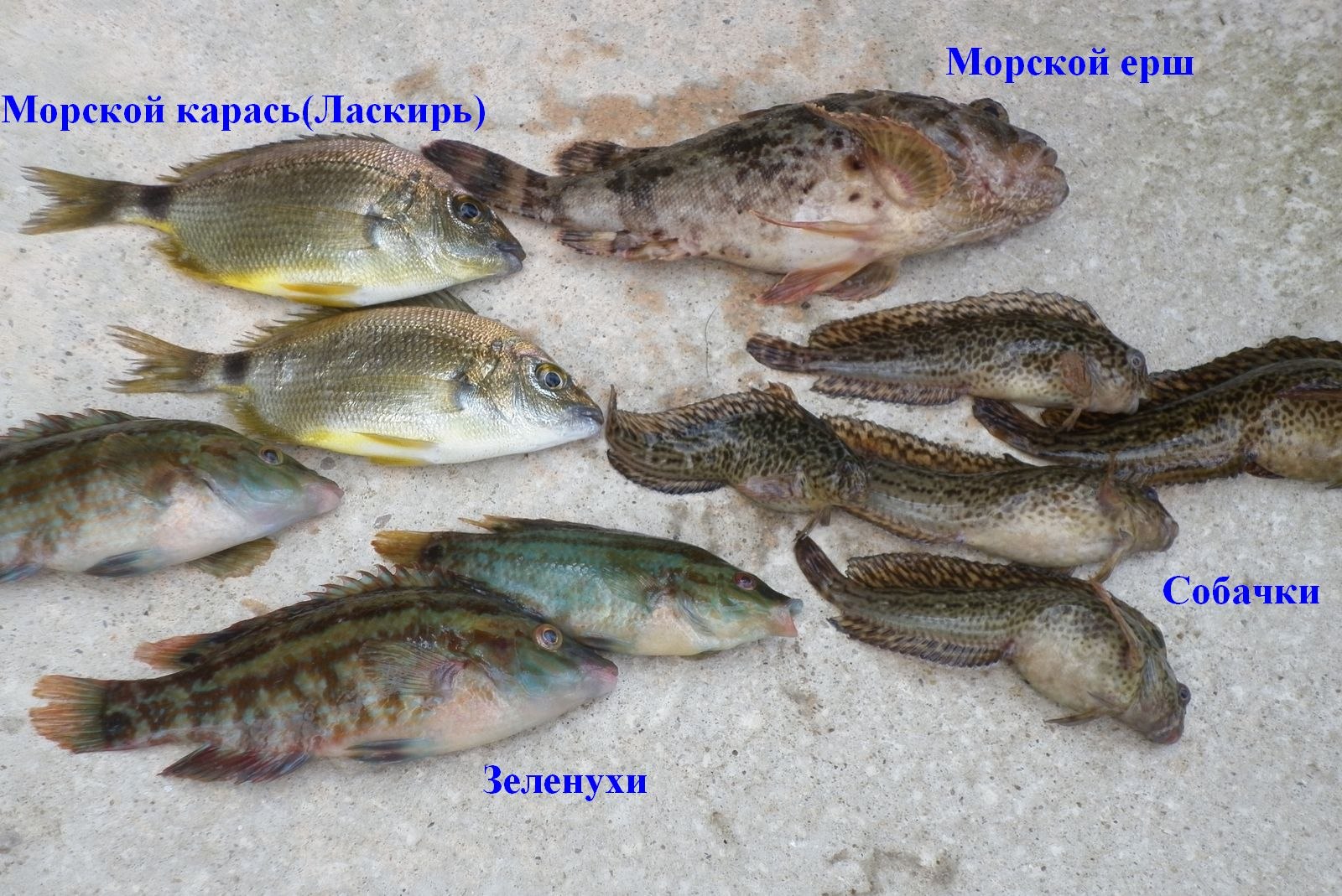 морской карась в черном море