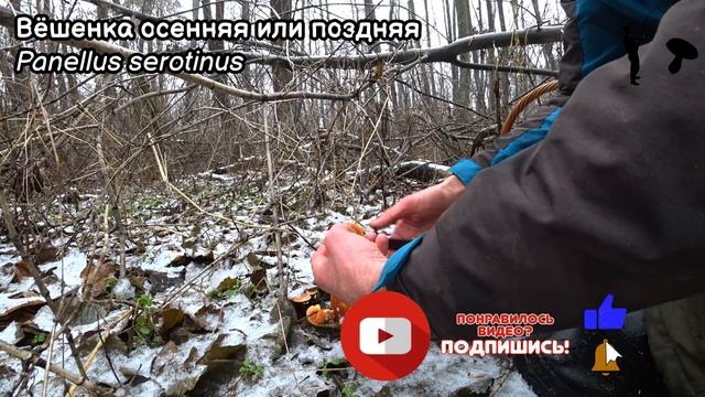 Фламмулина бархатистоножковая, Вешенка обыкновенная, Иудины уши. Грибов по прежнему много