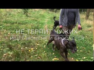 Мы все верим в чудо.С Вами кинолог Наталья Севостьянова и «Мир глазами собак «