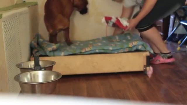 Смешной Немецкий Боксер(Собака) смотреть онлайн