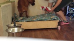 Смешной Немецкий Боксер(Собака)