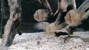 Akara z maroni - Keyhole cichlid - Cleithracara maronii #2
