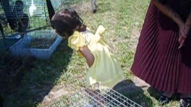 Кролики для детских праздников /8(916)702-11-08/ Кролики для фото смотреть онлайн