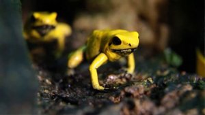 Лягушки ядовитых стрел: как содержать древолаза? Poisonous frogs