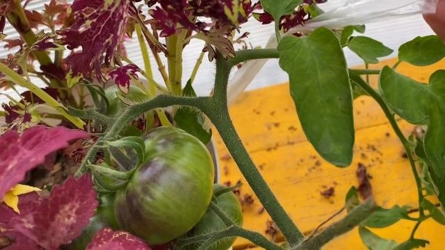 Цветы которые выгодно продавать / моя коллекция колеусов